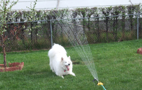 Mater in the sprinklers