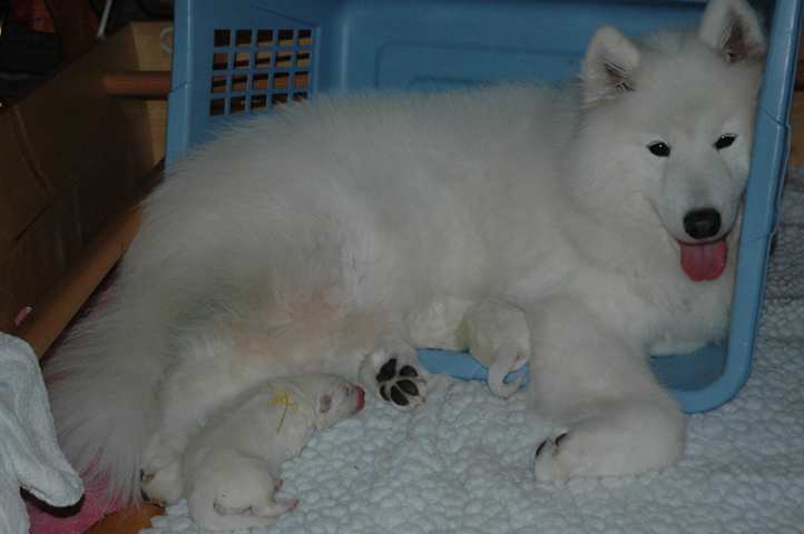 Chami and pups in basket