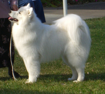 Denali at 16 months of age